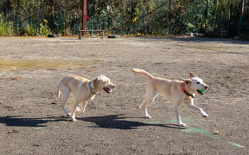 敷地内dog park