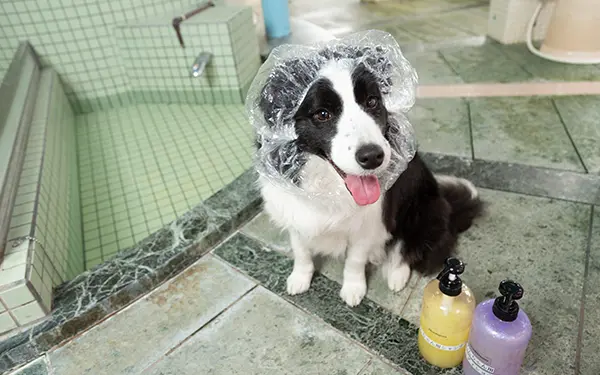 ワンちゃんと入れる貸切風呂