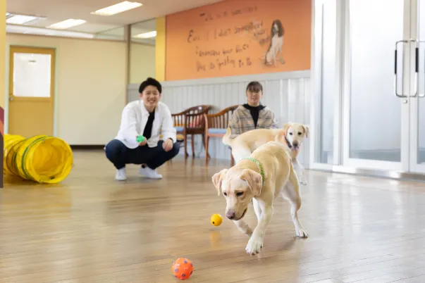 ドッグプレイルーム