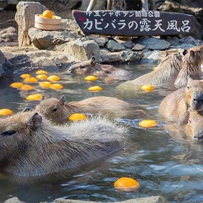 伊豆シャボテン動物公園